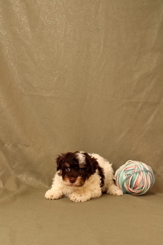 puppy, for, sale, Toy Poodle, Matthew B. Stoltzfus, dog, breeder, Gap, PA, dog-breeder, puppy-for-sale, forsale, nearby, find, puppyfind, locator, puppylocator, aca